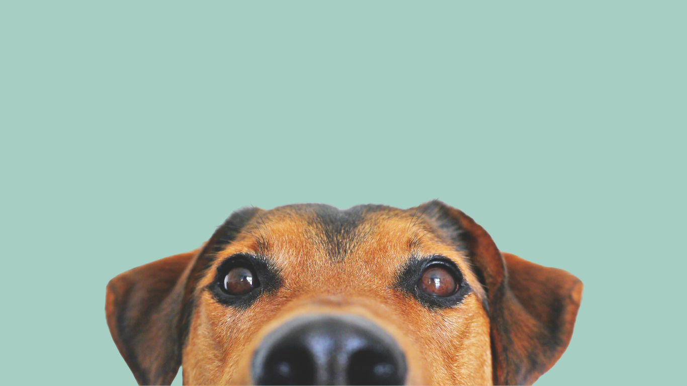 Dog play 2024 daycare near me